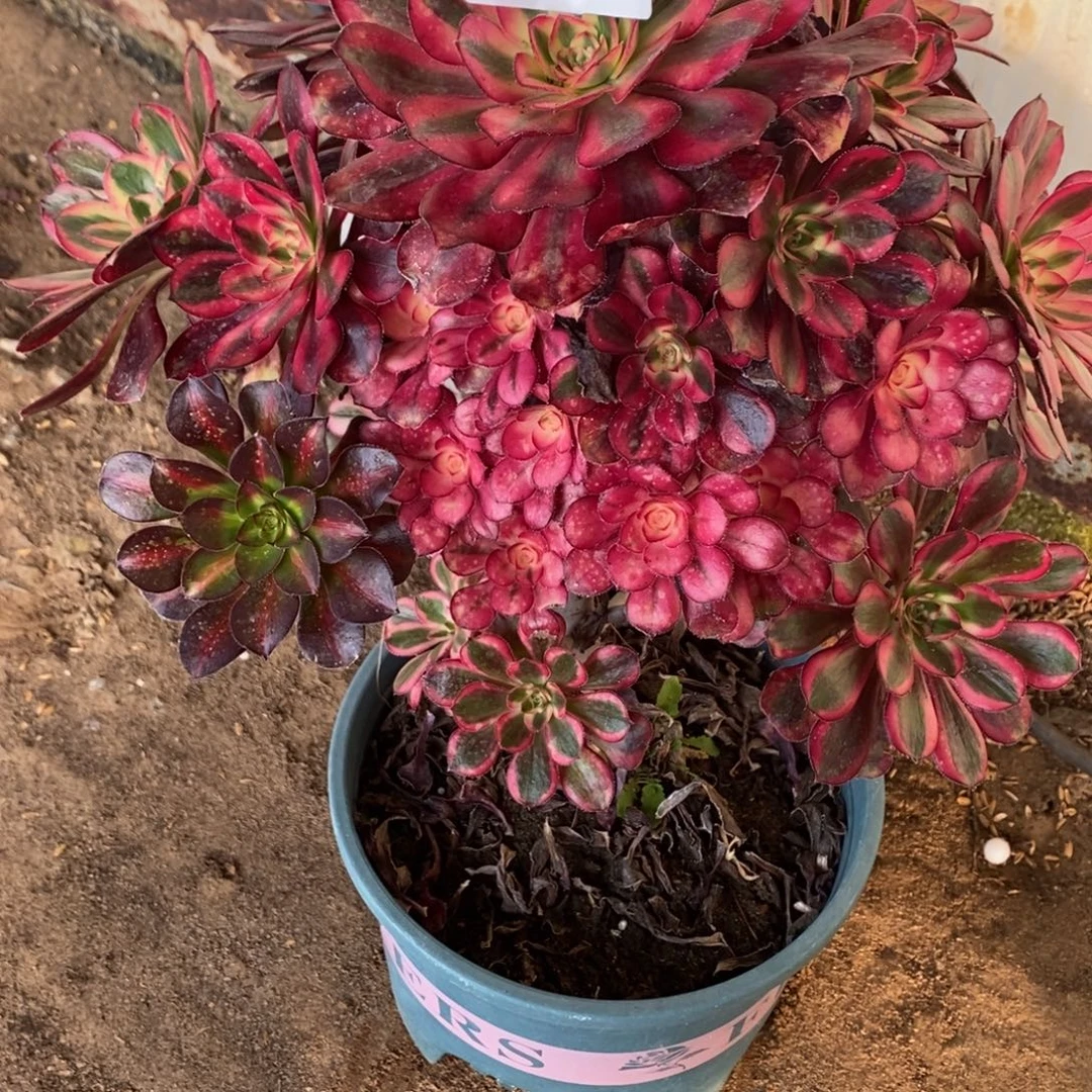 幸***伱40号香奈儿多肉多肉