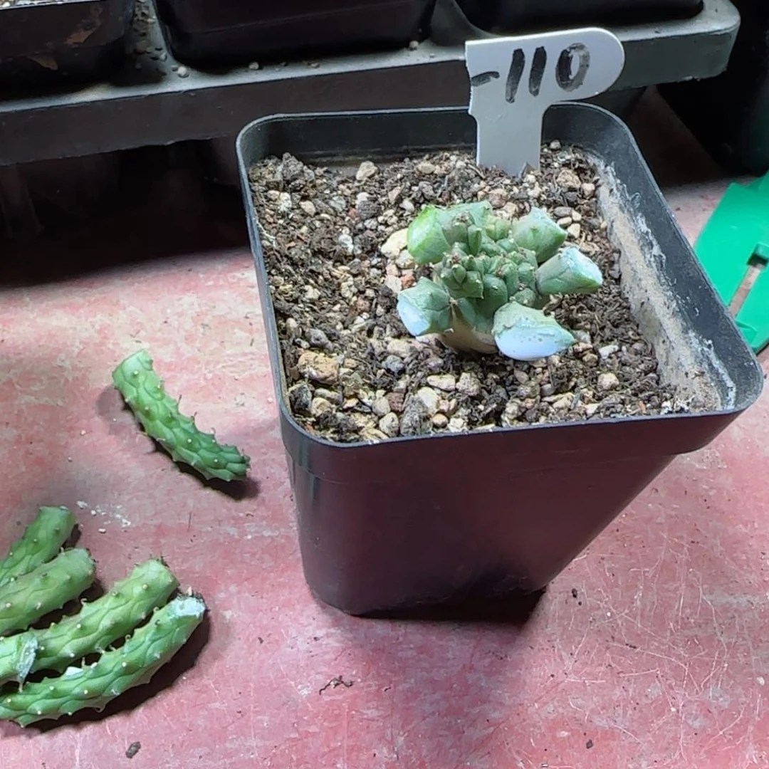 小****员110实生九头龙多肉