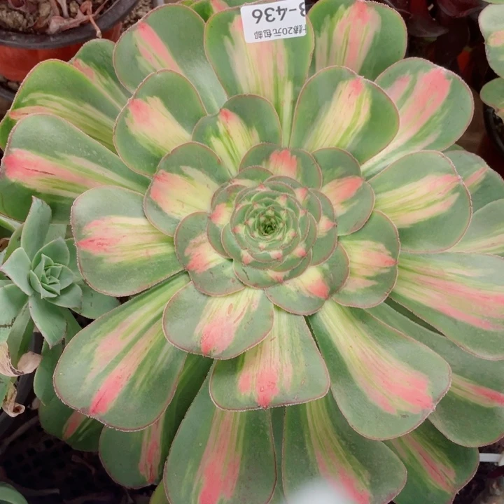 436暴君多肉11234578