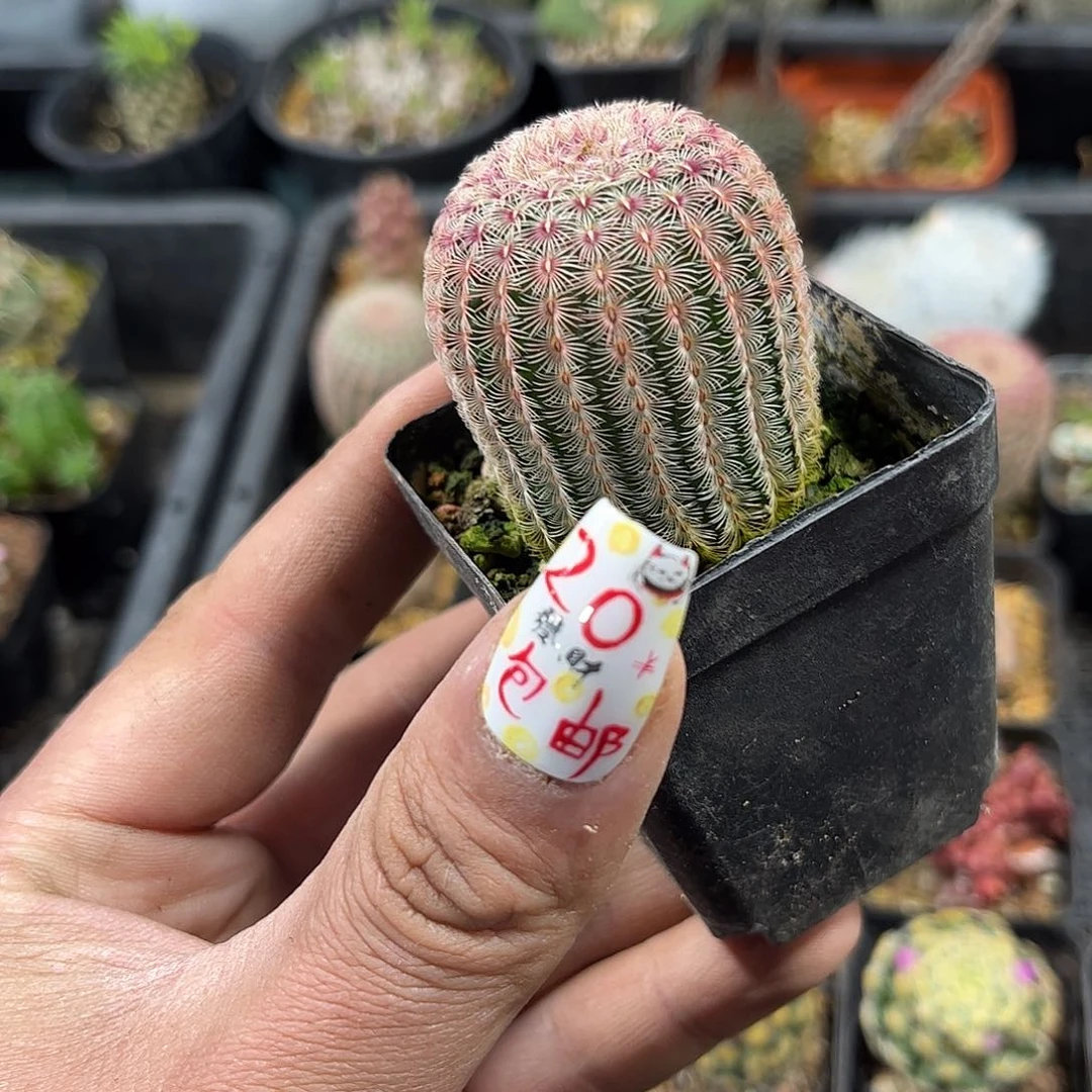 红太阳单头发货有根