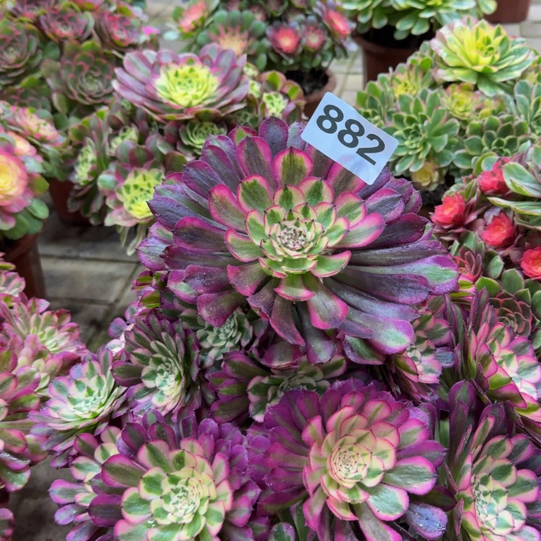 多肉植物882红桐柏。