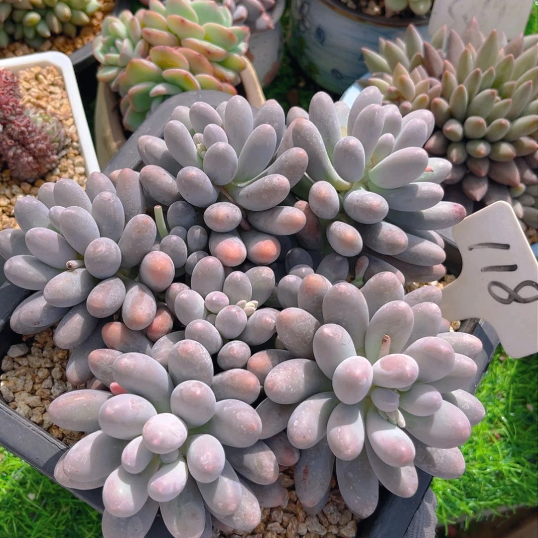 大叶汤圆8888888888