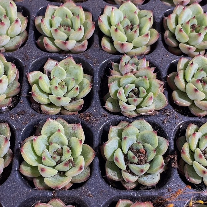 小星光珍妮1元带土发