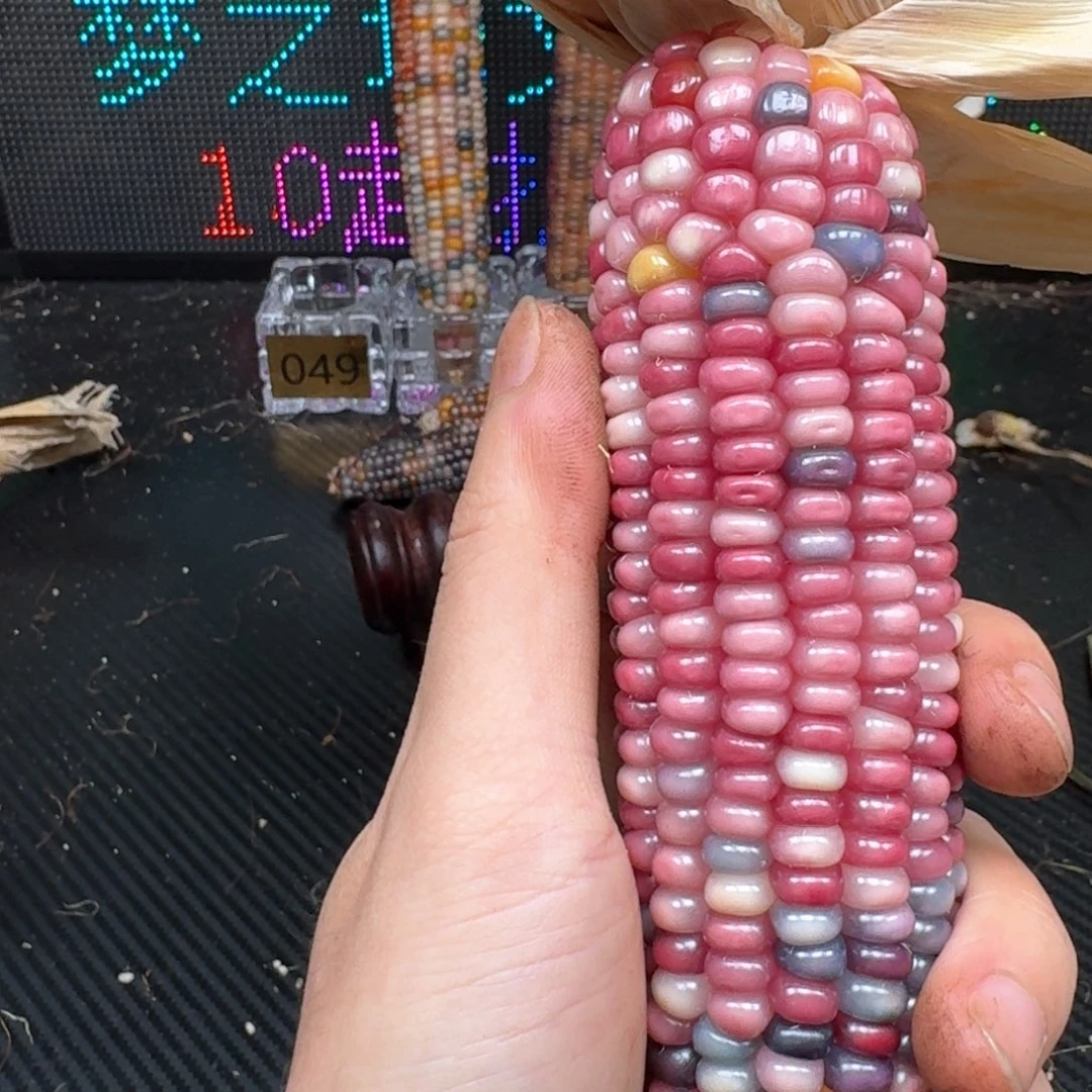 柏香籽/百香籽吊坠古**吉