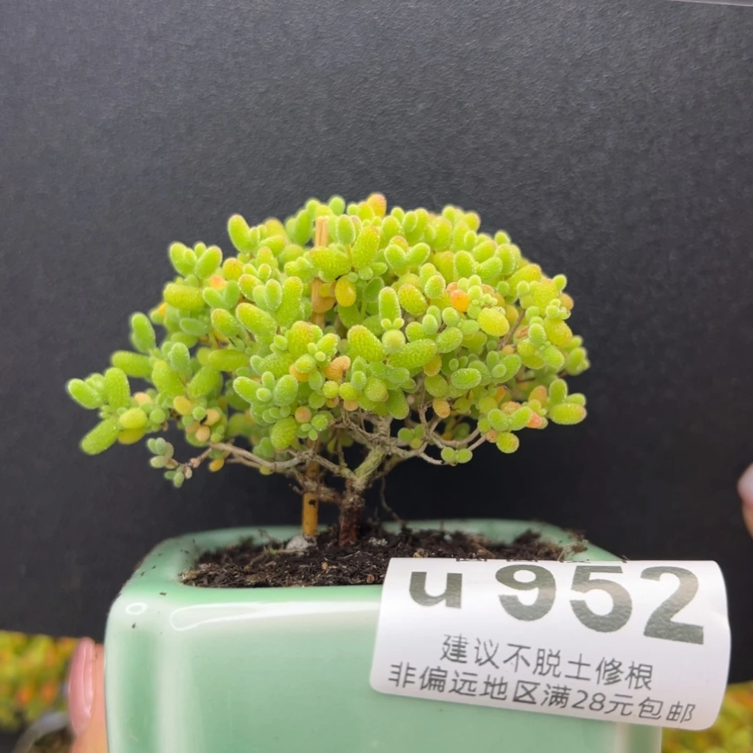 u952直杆造型桩蜜橘糖球冠幅6.5cm