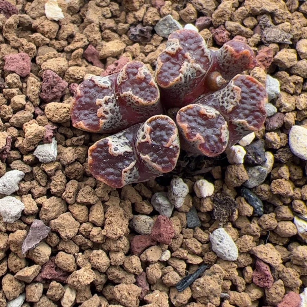 蝴蝶勋章多肉植物