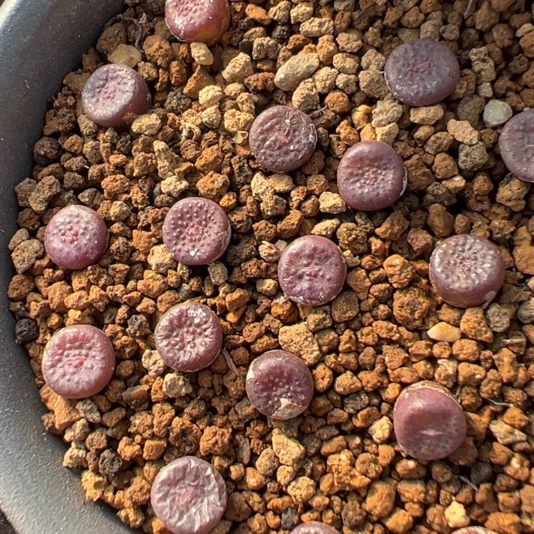 17-128量拍园艺猪皮5颗