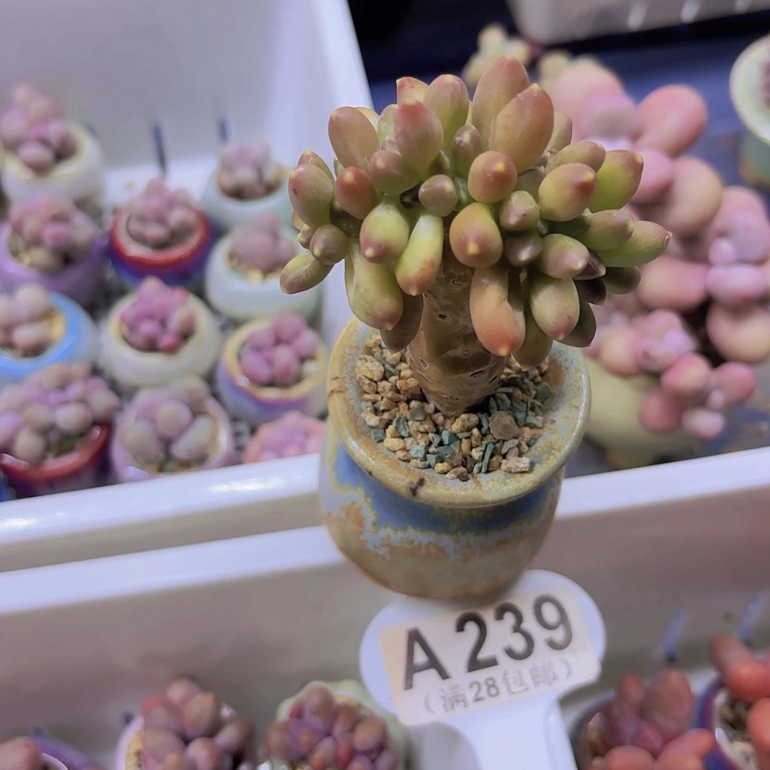 A238千代田一物一拍