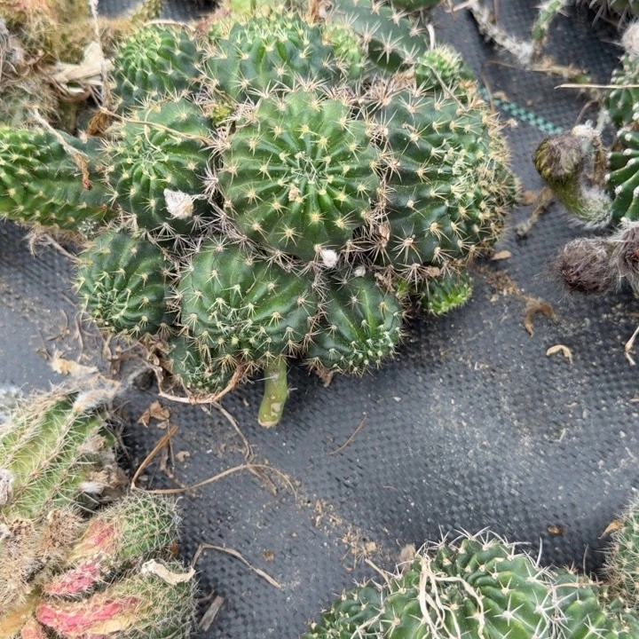 丽花仙人球群生一群143