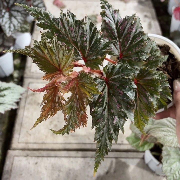 完全开放红点赤瓣