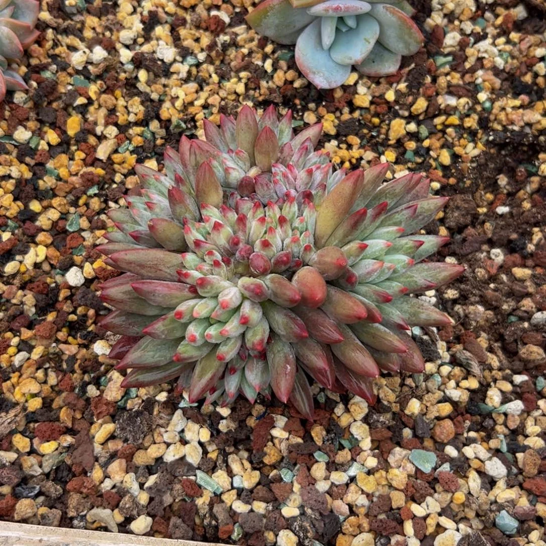 美人系列多肉植物