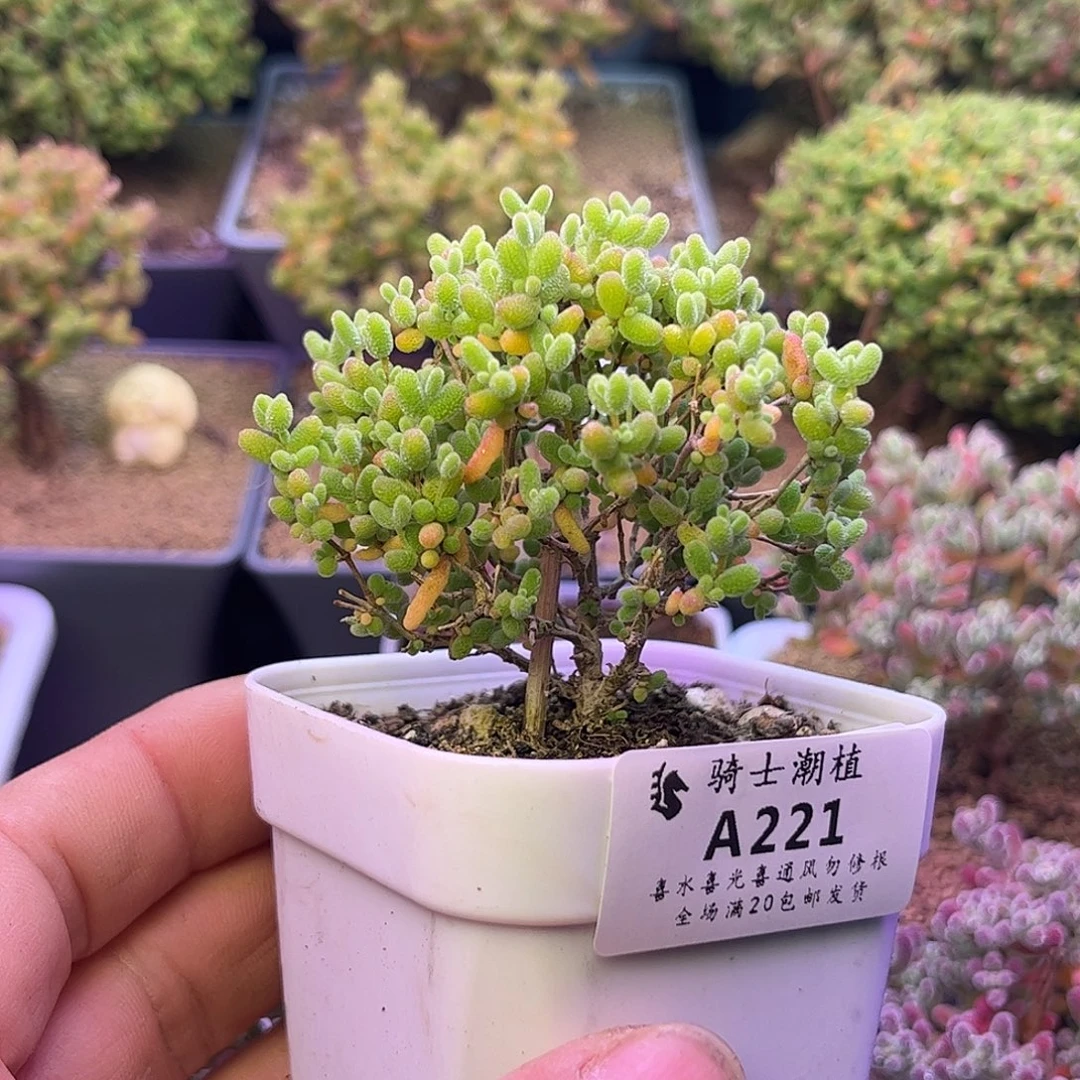 221蜜橘糖球枝干番杏