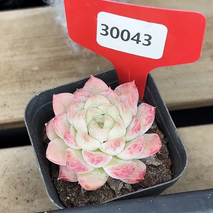 葡***猫糖心。     30043号。