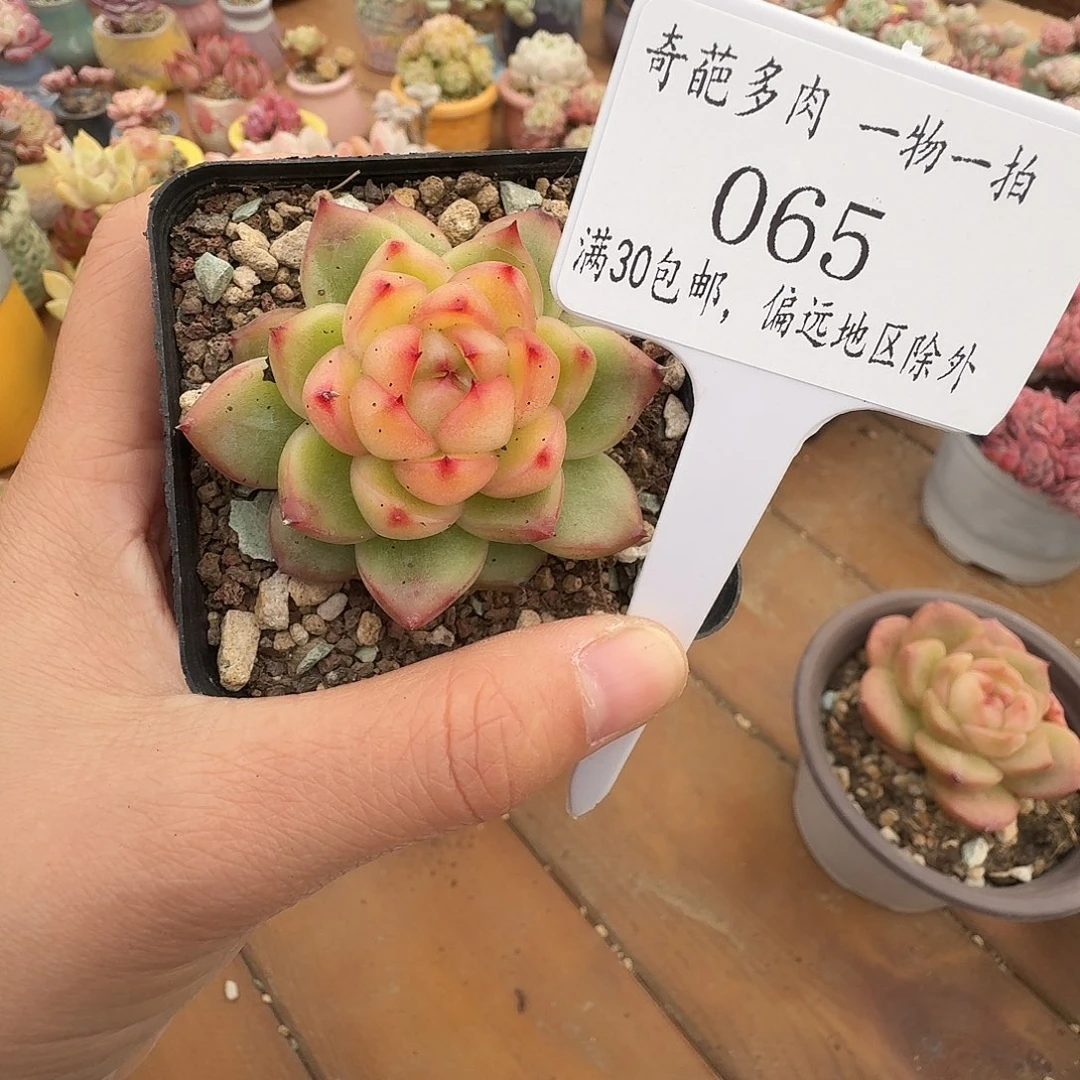 065脱土哈哈哈哈哈哈