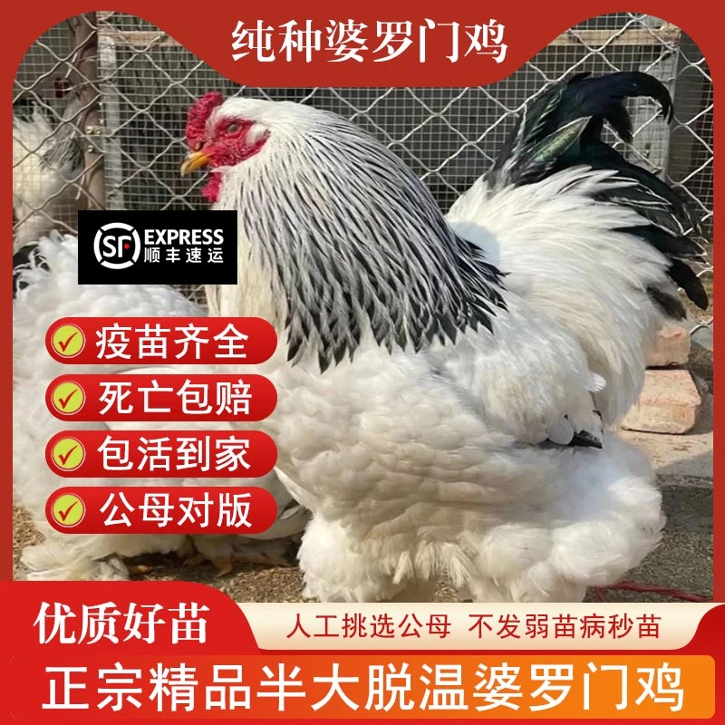 宠物鸡一斤正宗婆罗门鸡苗鸡脱温梵天活苗巨型观赏鸡大全正品活苗