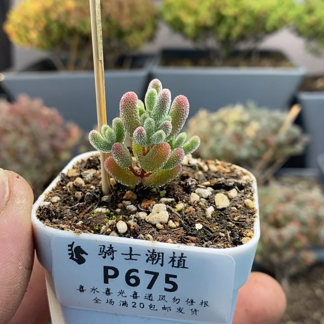 675实生优选冰晶枝干