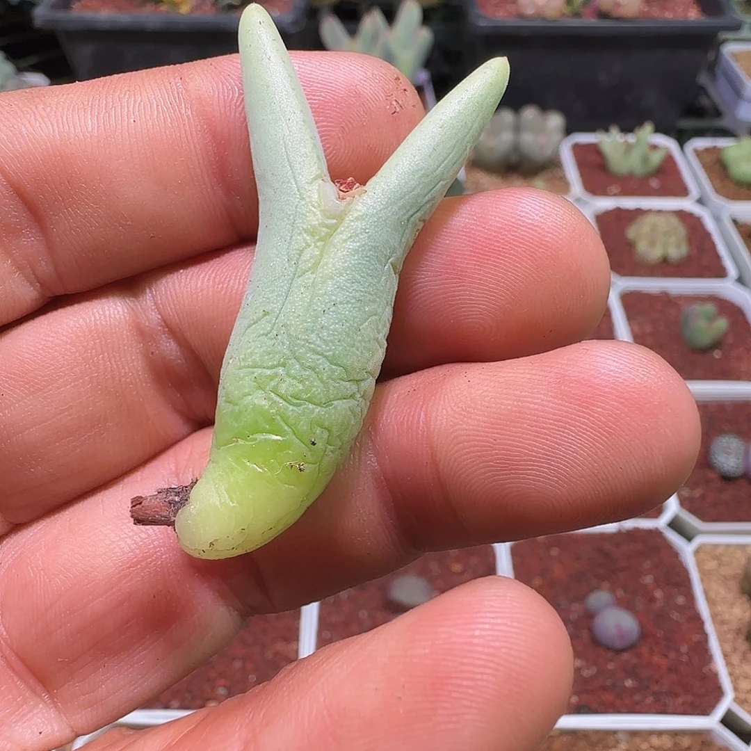 小***…哈哈哈哈哈哈哈家459