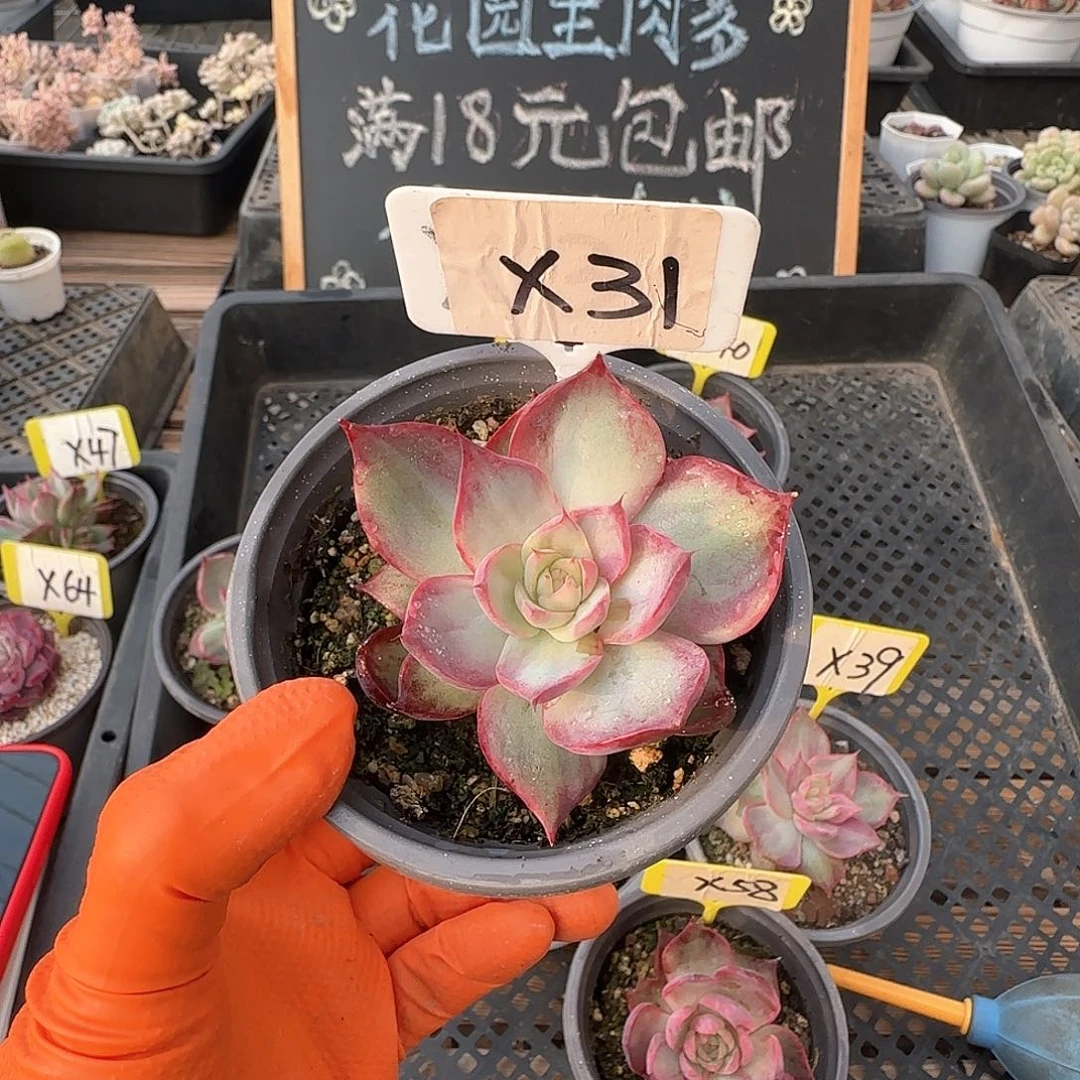 重****肉X31惊鸿单头多肉