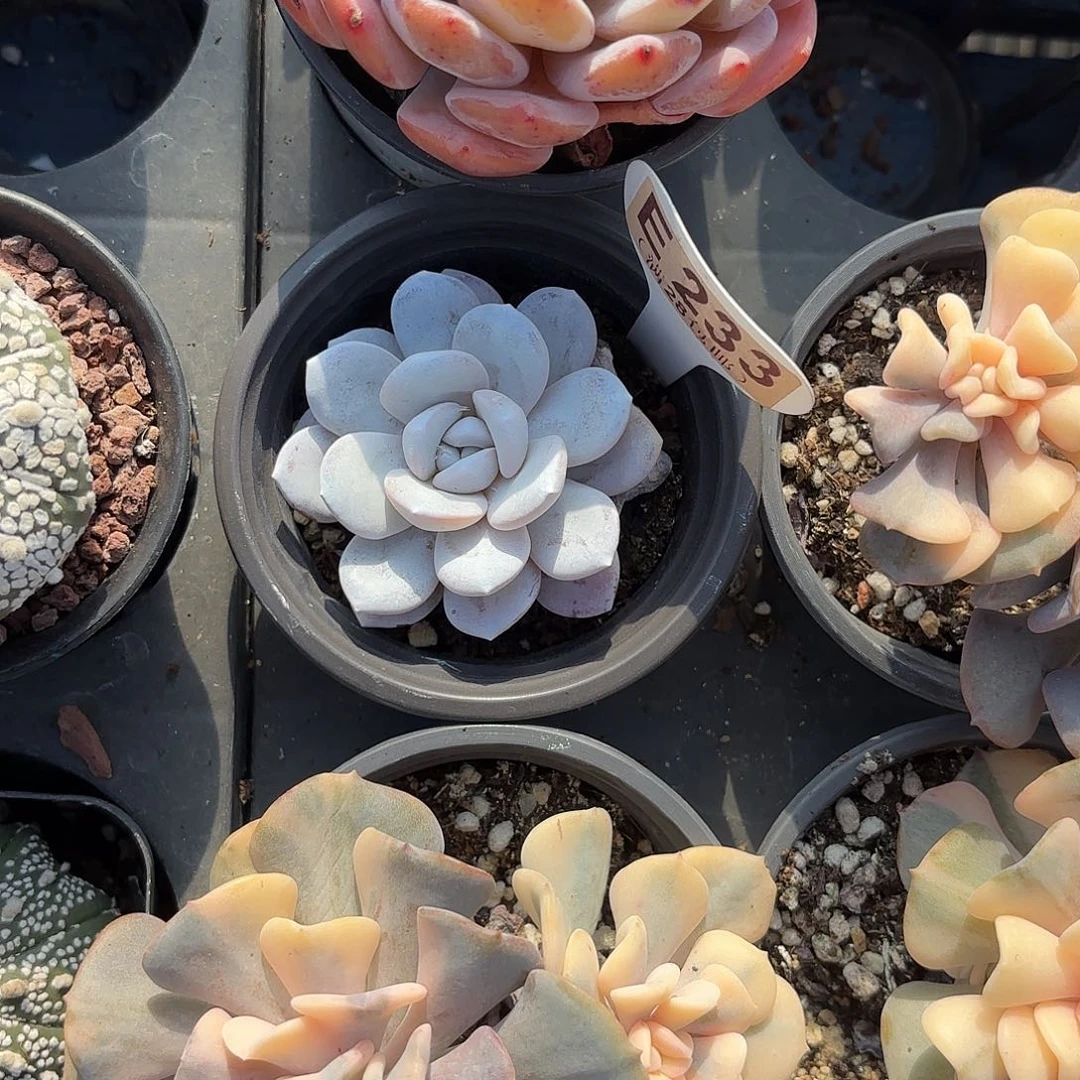 E233雪莲一物一拍