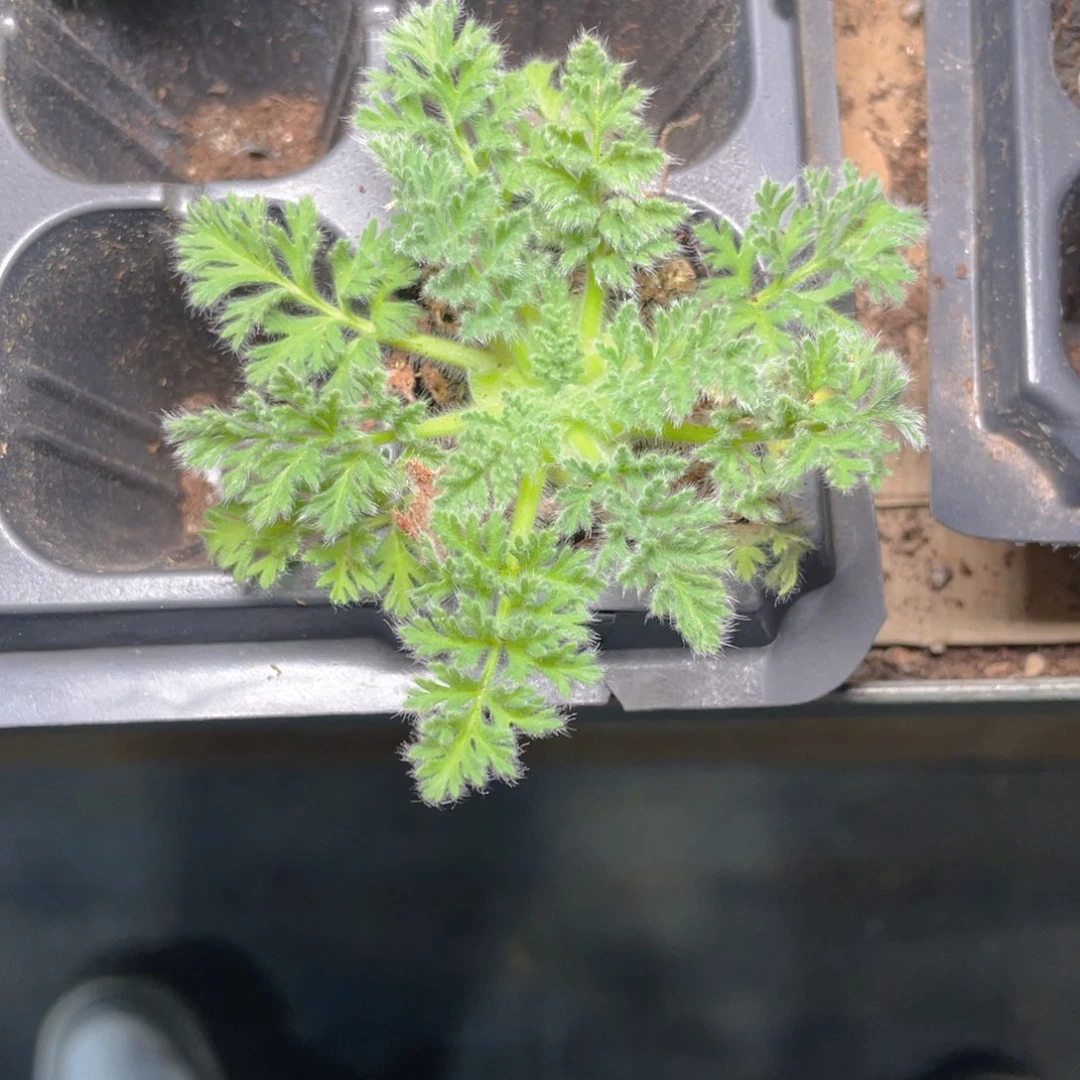 羽叶总杨奎多肉9.9包邮