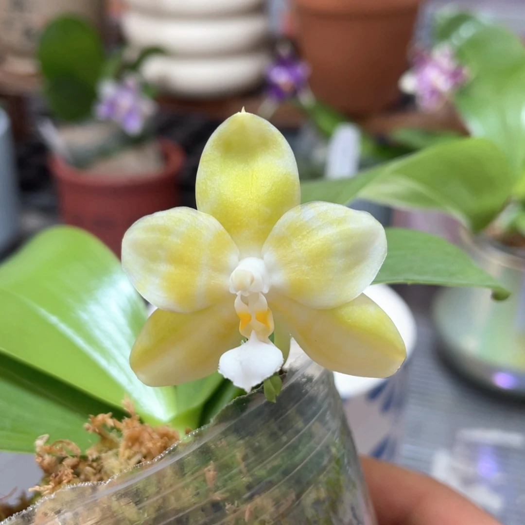 无花朵盲盒2.5根不多68出