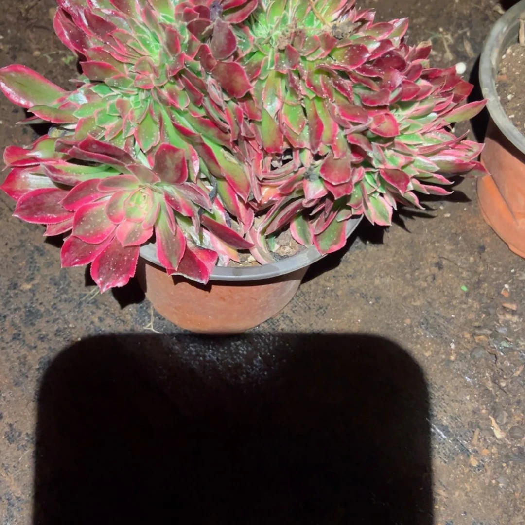 2076 号多肉植物法师新年福利