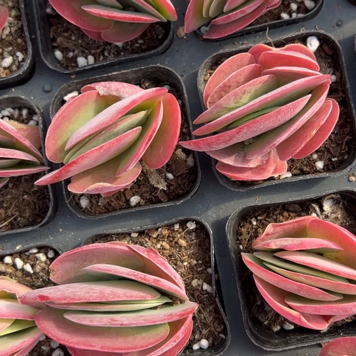 唐印一颗量拍多肉满20包邮