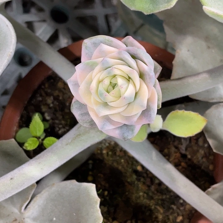 彩色玫瑰锦嫁接一物一拍锦龙