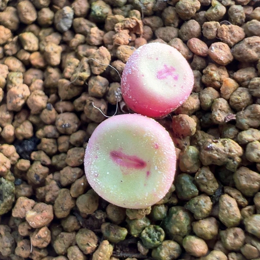 455号se福利漏。