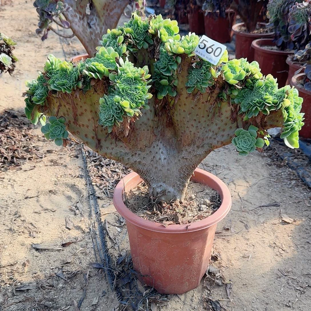 560绿缀一颗呀呀呀呀