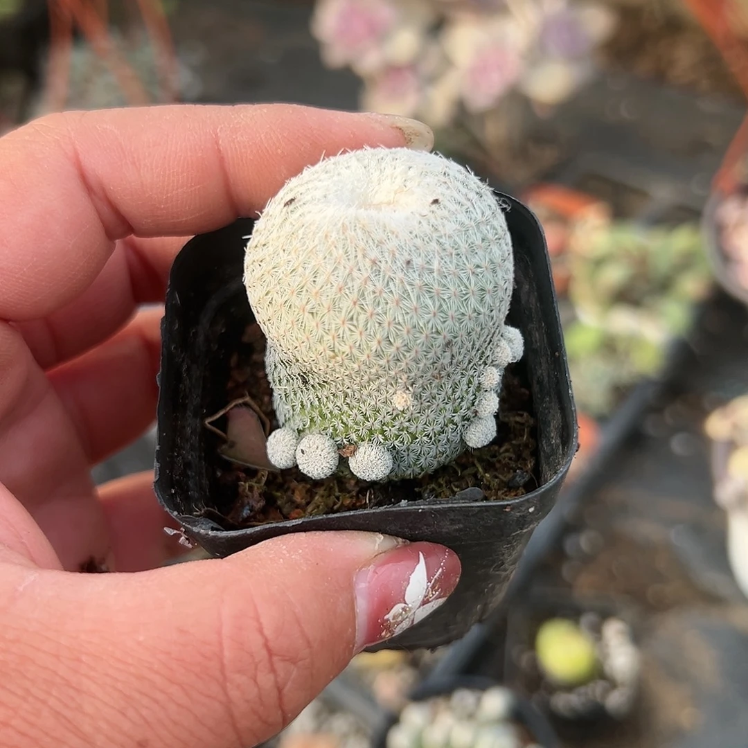 多肉植物月世界开花