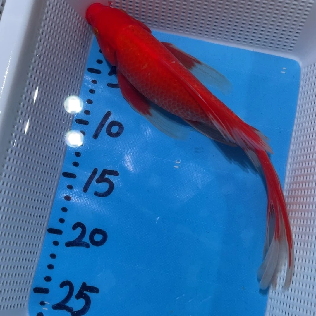 锦鲤锦鲤锦鲤包邮蝴蝶鲤鱼