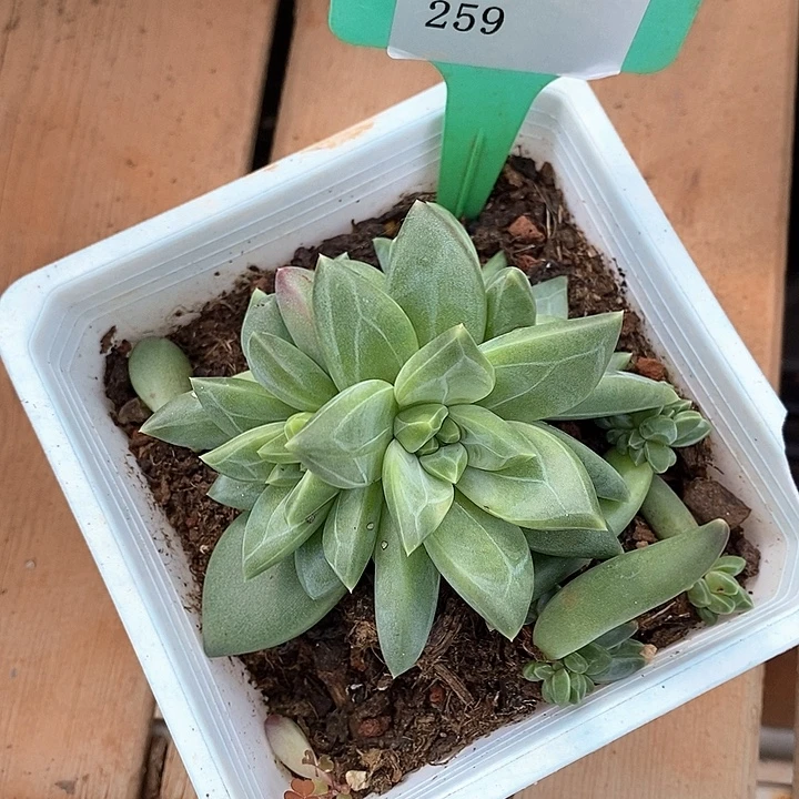 D259- 直播福利 美人系