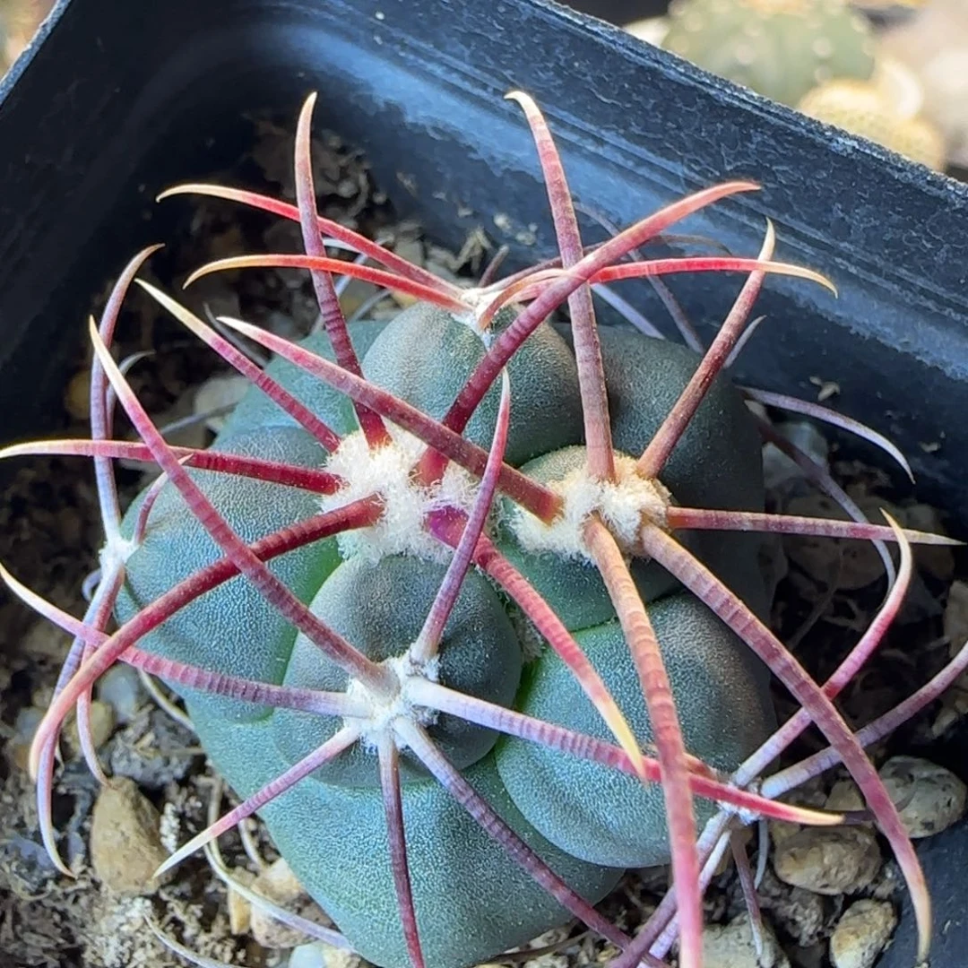 00010实生高木绯冠龙多肉3.4厘米