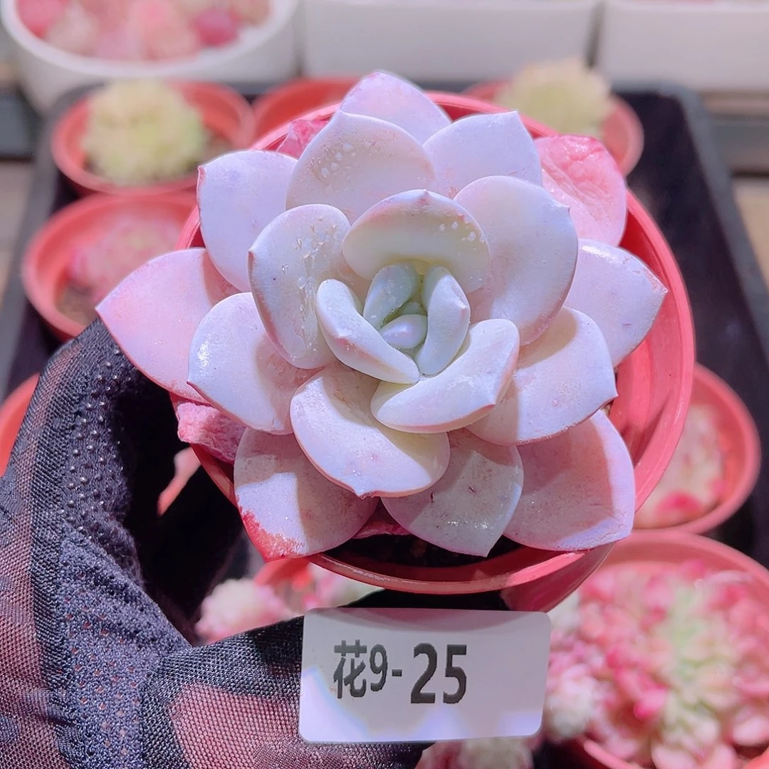 花利美9-25粉雪莲