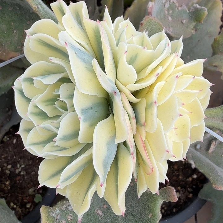 海啸锦群一颗群多肉