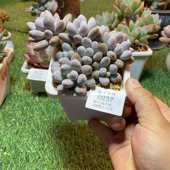 0237啊啊啊啊啊啊啊啊啊啊