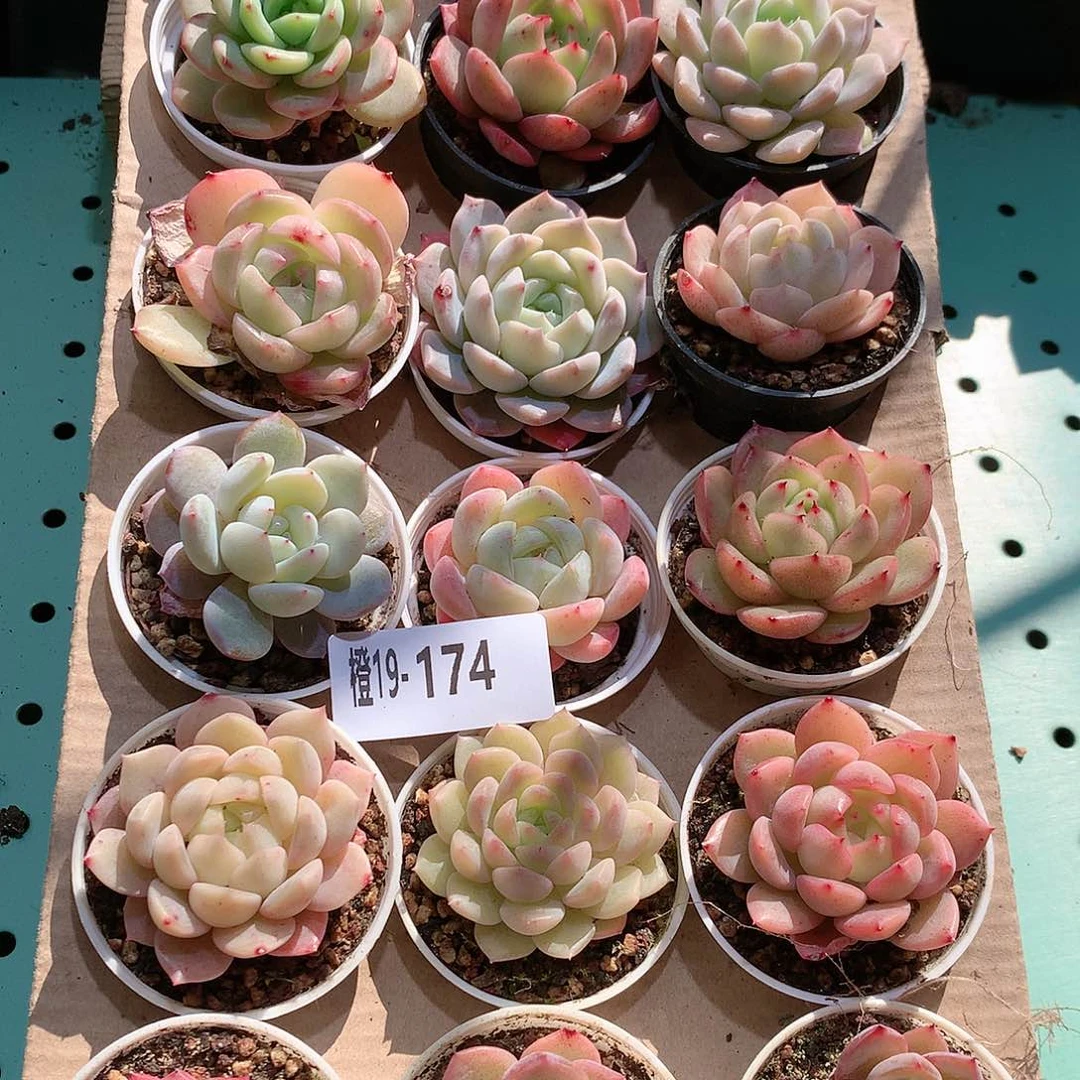 19-174一物一拍带盆18颗。