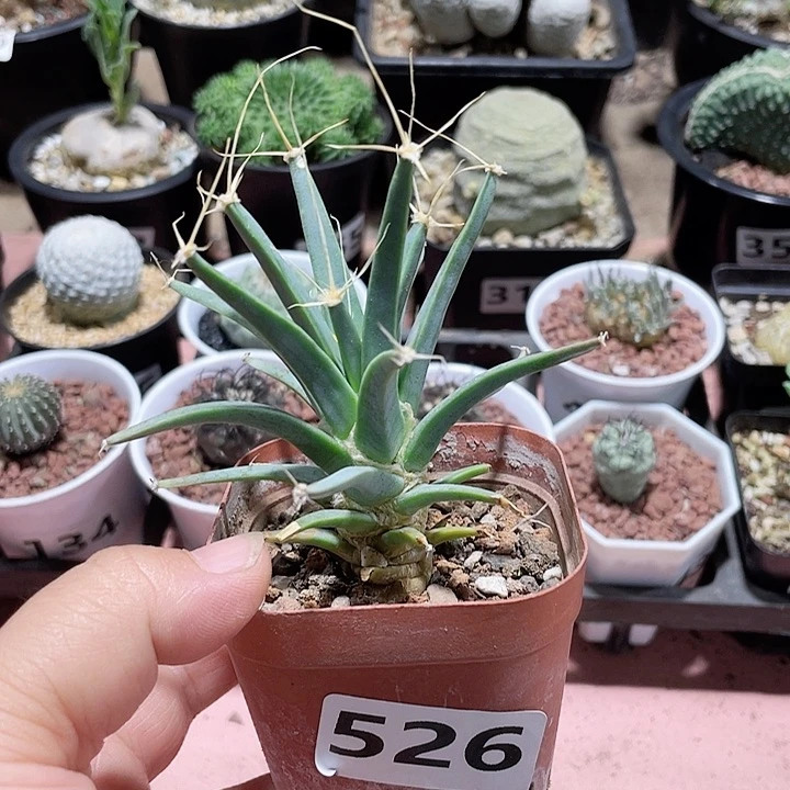 526实生光山仙人球