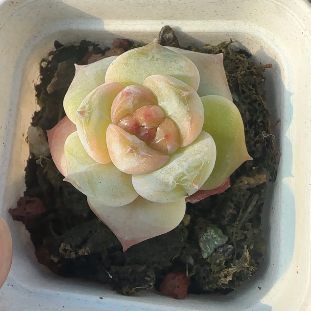 小卡拉米糖心一物一拍
