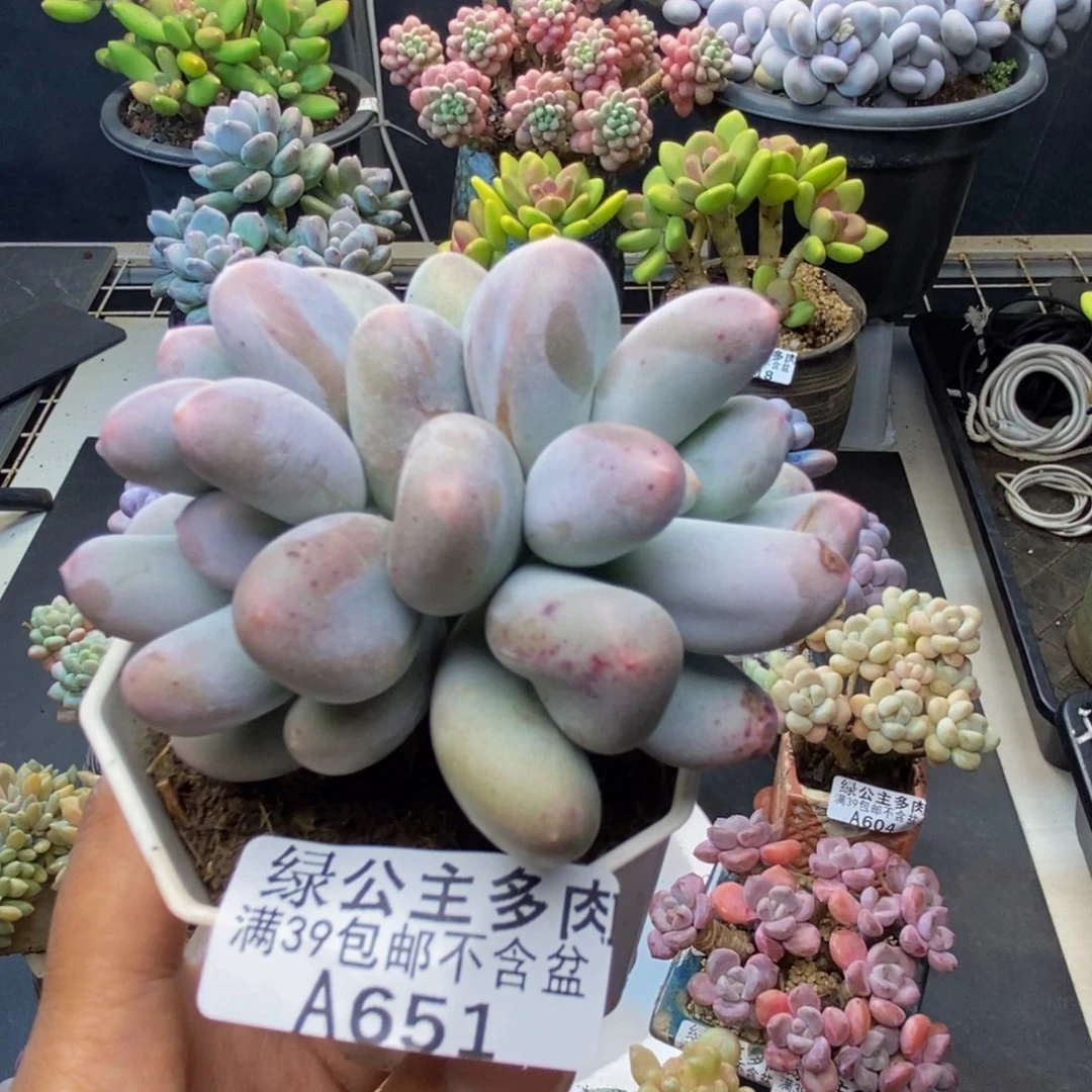 651米可奶多肉8c m