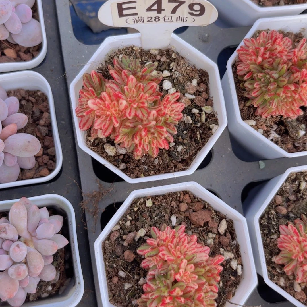 E479小人集锦一物一拍