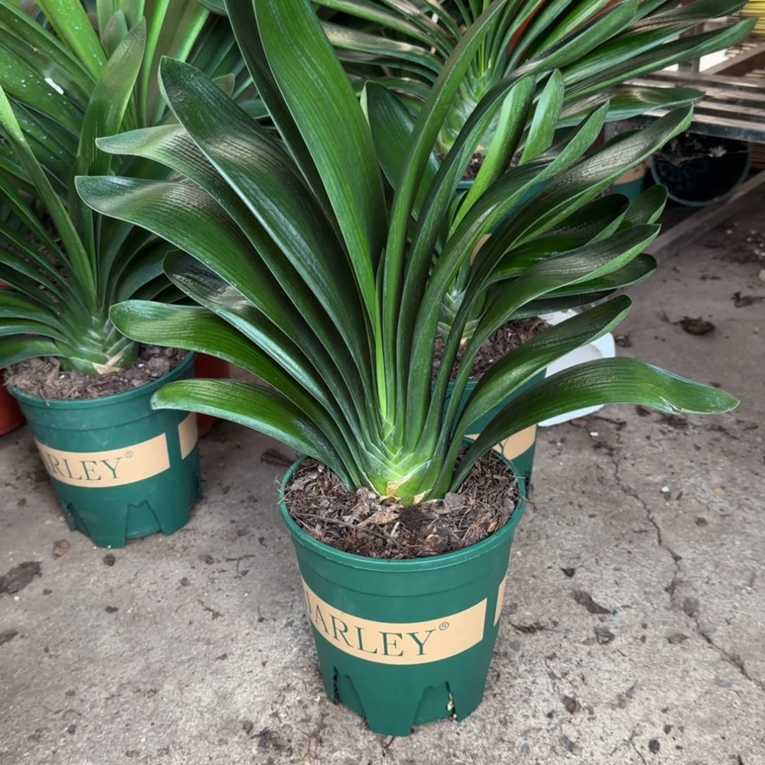 完全开放一物一拍