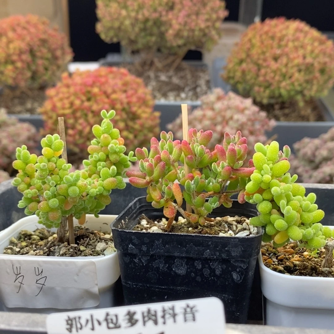 岁**年组合5211枝干番杏