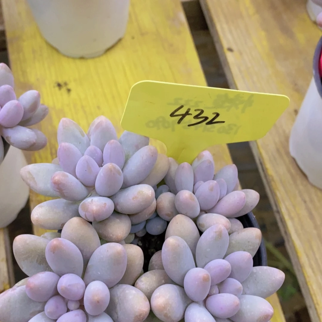 开心多肉，最后一场