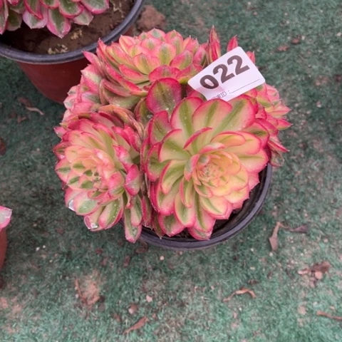 木**玲022倾城朵朵多肉，