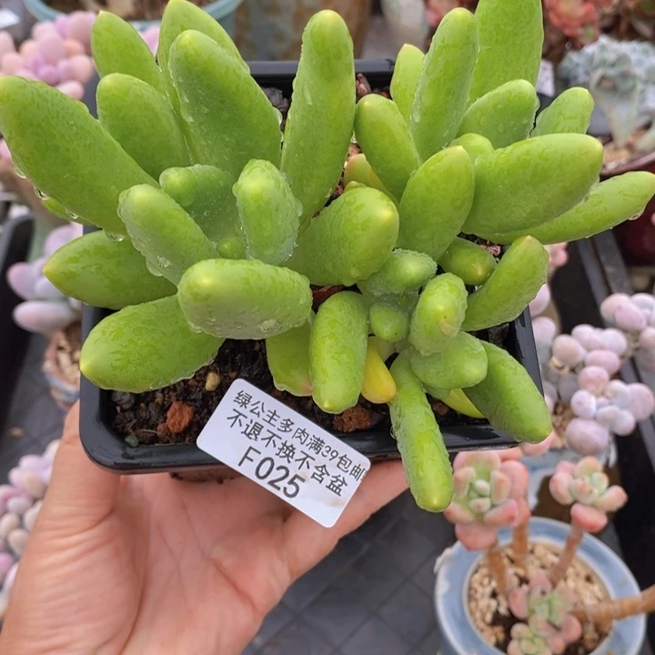 芒果奶金蝉13cm025多肉植物