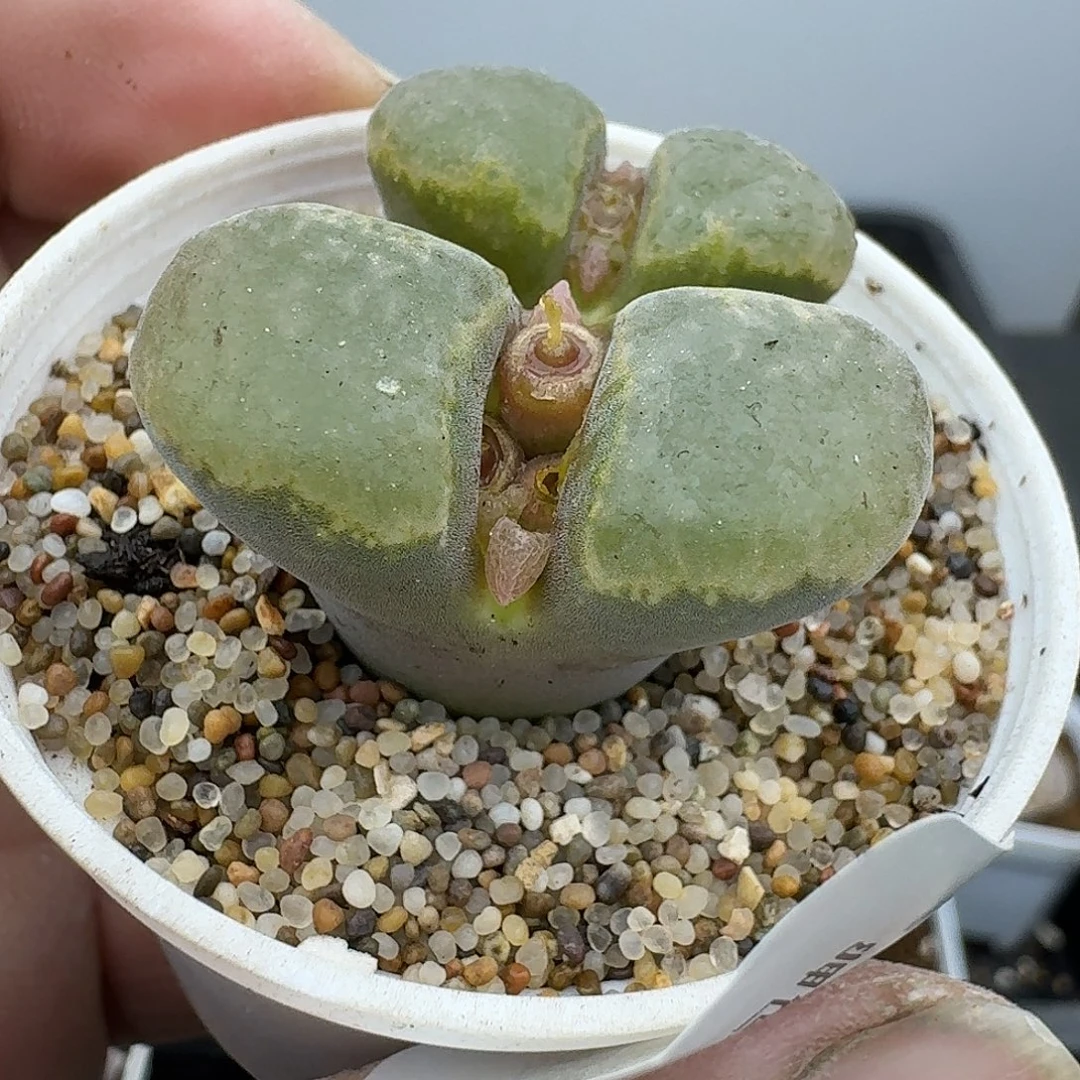 艷***錺353多肉哈哈哈哈哈哈哈哈