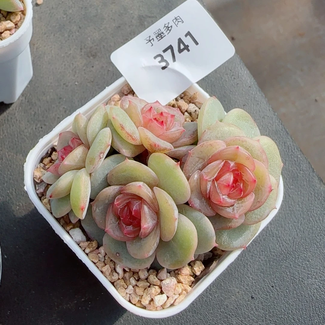 孤品群，3741多肉植物