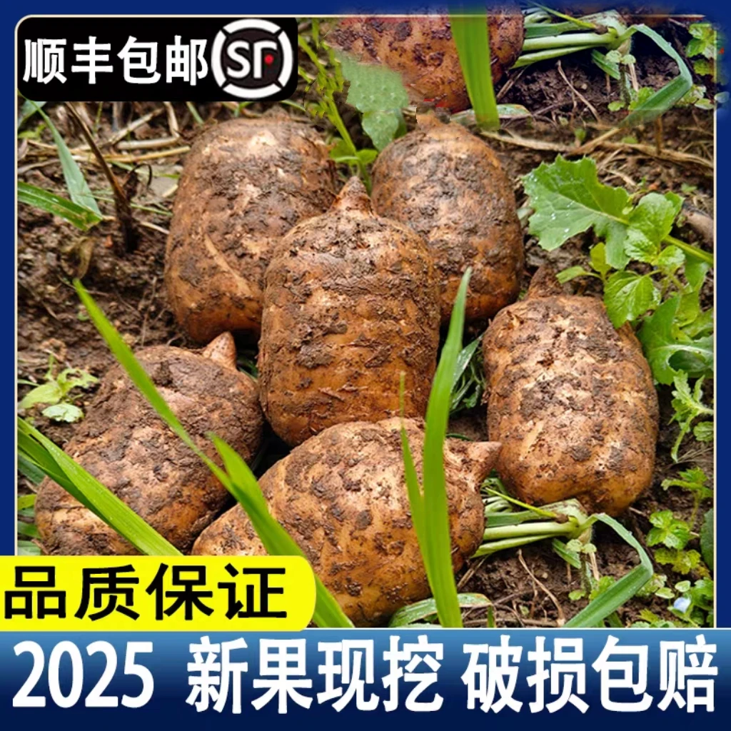 尝鲜[天麻]新鲜云南昭通小草坝仿野生正品
